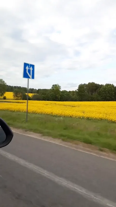 Цветущие рапсовые поля вдоль региональных дорог Гродненской области
