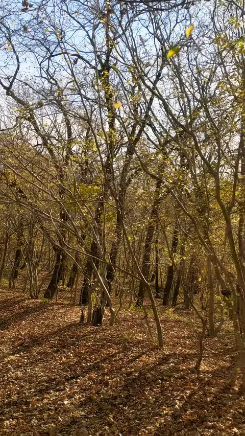 Золотистый ковёр из кленовых листьев в старинном парке