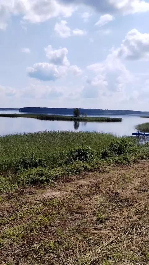 Камышовые заросли и чистая вода у берега браславского озера