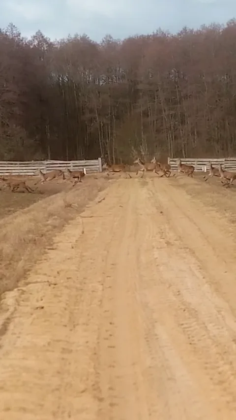 Стадо оленей на опушке осеннего леса в Беловежской пуще